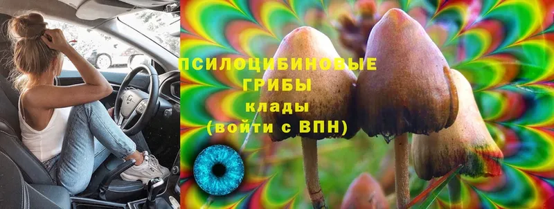 Псилоцибиновые грибы Magic Shrooms  магазин продажи наркотиков  Заозёрск 